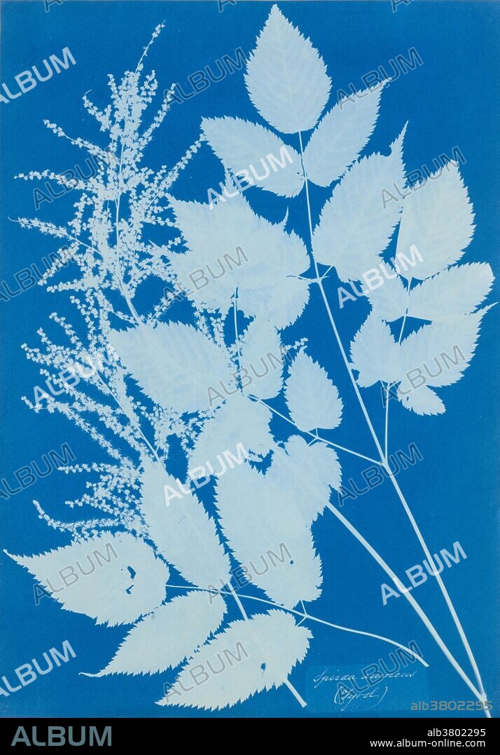Entitled: "Spiraea aruncus (Tyrol)" cyanotype by Anna Atkins, circa 1851-54. Botanical study is the first work by the British artist Anna Atkins. Spiraea Aruncus (Tyrol) is a superb example of Atkins's camera-less photograms of algae and plant specimens that the artist herself gathered or received from other amateur scientists. A continuation of the longstanding tradition of botanical illustration in all media, it is directly related to the earliest camera-less studies by Atkins's family friend William Henry Fox Talbot, the inventor of paper photography. The cyanotype process, invented in 1842 by Sir John Herschel, is also commonly known as the blue-print process used (until recently) by architects to duplicate their line drawings.