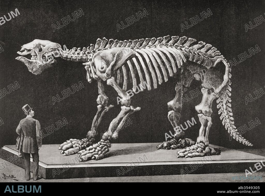 Skeleton of a Megatherium on display in the Natural Sciences Museum, Madrid in 1892. Megatherium americanum was a genus of elephant-sized ground sloths native to South America From La Ilustracion Española y Americana, published 1892.