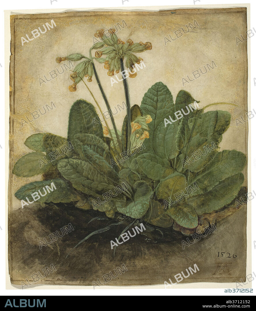ALBRECHT DÜRER. Tuft of Cowslips. Dated: 1526. Dimensions: overall: 19.3 x 16.8 cm (7 5/8 x 6 5/8 in.). Medium: gouache on vellum.