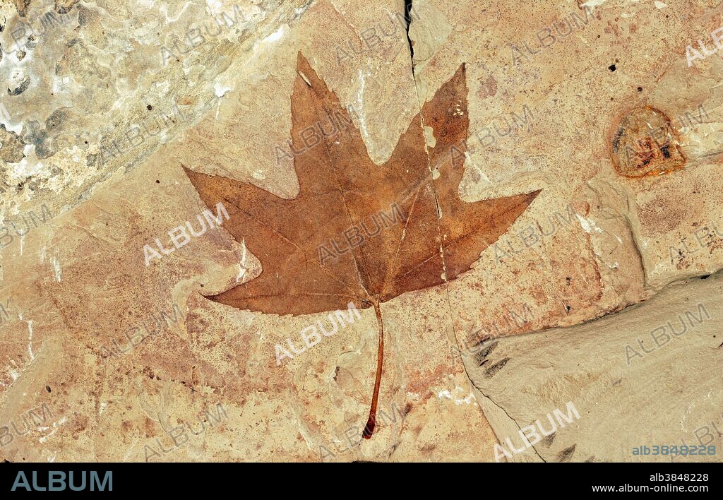Fossil Sycamore Leaf, Eocene, Colorado, USA.