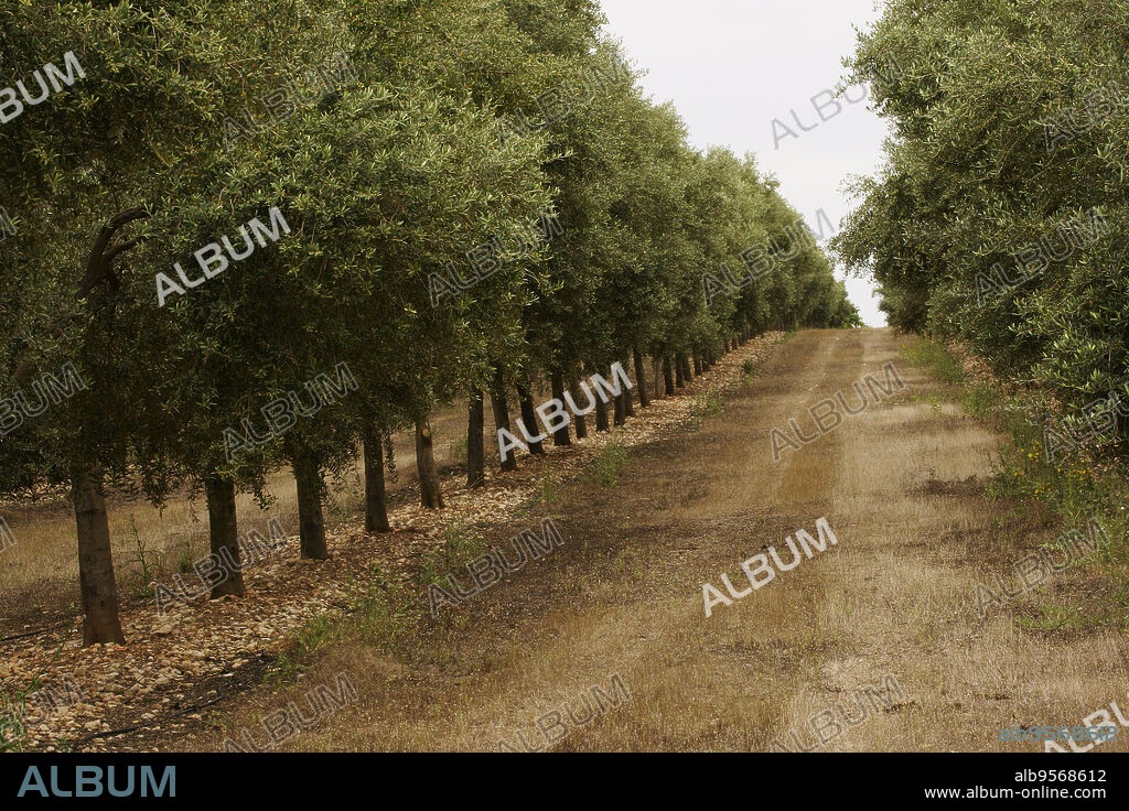 Olivares de Aubocasser.Manacor.Mallorca.Islas Baleares. España.