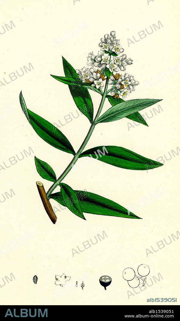 Ligustrum vulgare; Common Privet.