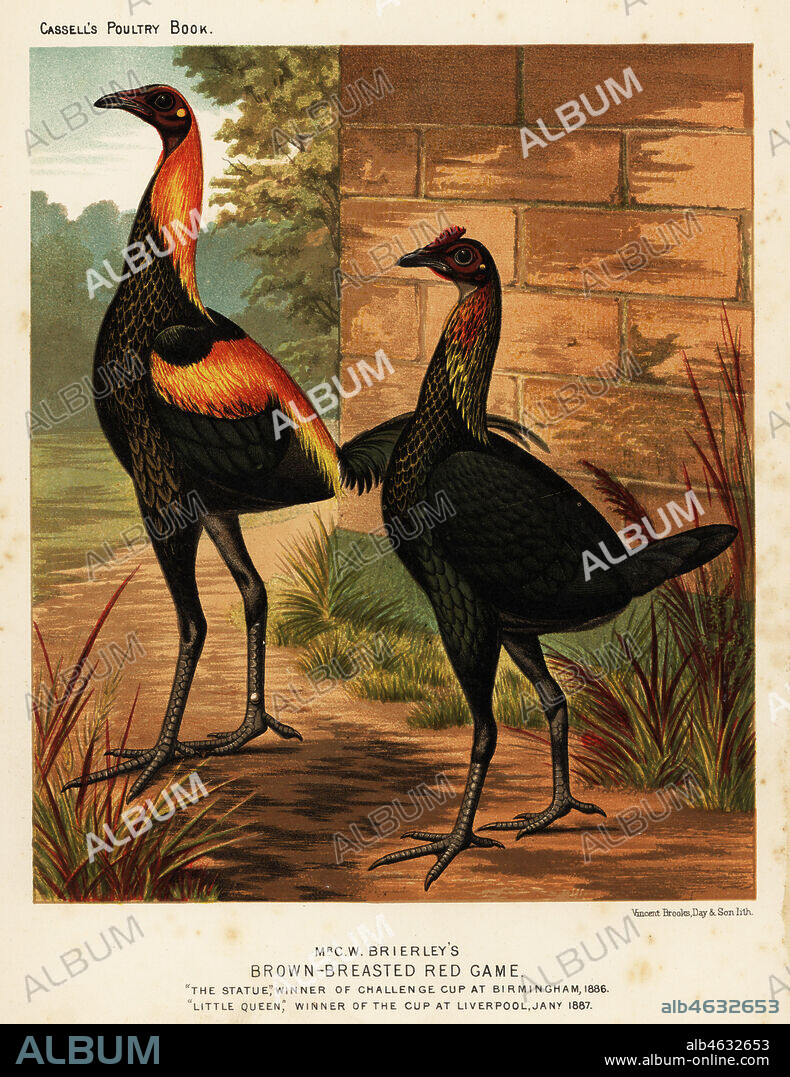 Brown-breasted red game birds, Gallus gallus domesticus, bred by C. W. Brierley. The Statue, winner of the challenge cup at Birmingham 1886 and Little Queen, winner of the cup at Liverpool 1887. Chromolithograph by Vincent Brooks Day & Son after an illustration by J.W. Ludlow from Lewis Wrights The Illustrated Book of Poultry, Cassell, London, 1890.