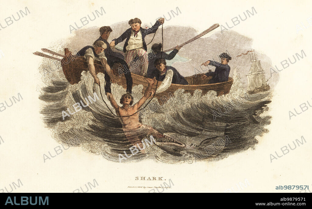 A young man saved from a shark by boatmen in Havana harbor, Cuba, 1749. The 14-year-old English swimmer lost his right leg to the white shark. Based on an incident in the youth of Sir Brook Watson, later Lord Mayor of London. Great white shark, Carcharodon carcharias, vulnerable. Handcoloured copperplate engraving from Reverend Thomas Smiths The Naturalists Cabinet, or Interesting Sketches of Animal History, Albion Press, James Cundee, London, 1806. Smith, fl. 1803-1818, was a writer and editor of books on natural history, religion, philosophy, ancient history and astronomy.