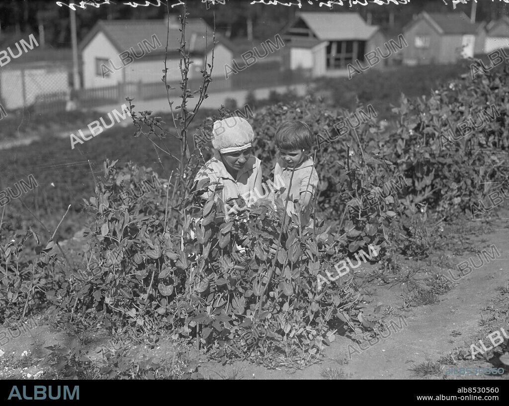 Göteborg 1929-07-16 - Koloniträdgårdar vid Lilla Torp (Lillatorp) i Örgryte *** Local Caption *** GT Låda Krep 2009-04. KAMERAREPORTAGE.