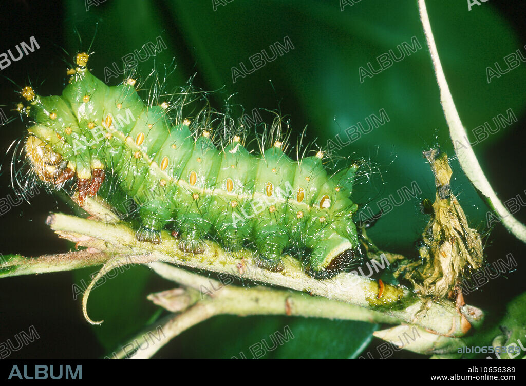 Indian Moon Moth Caterpillar (Actias selene) after molting.