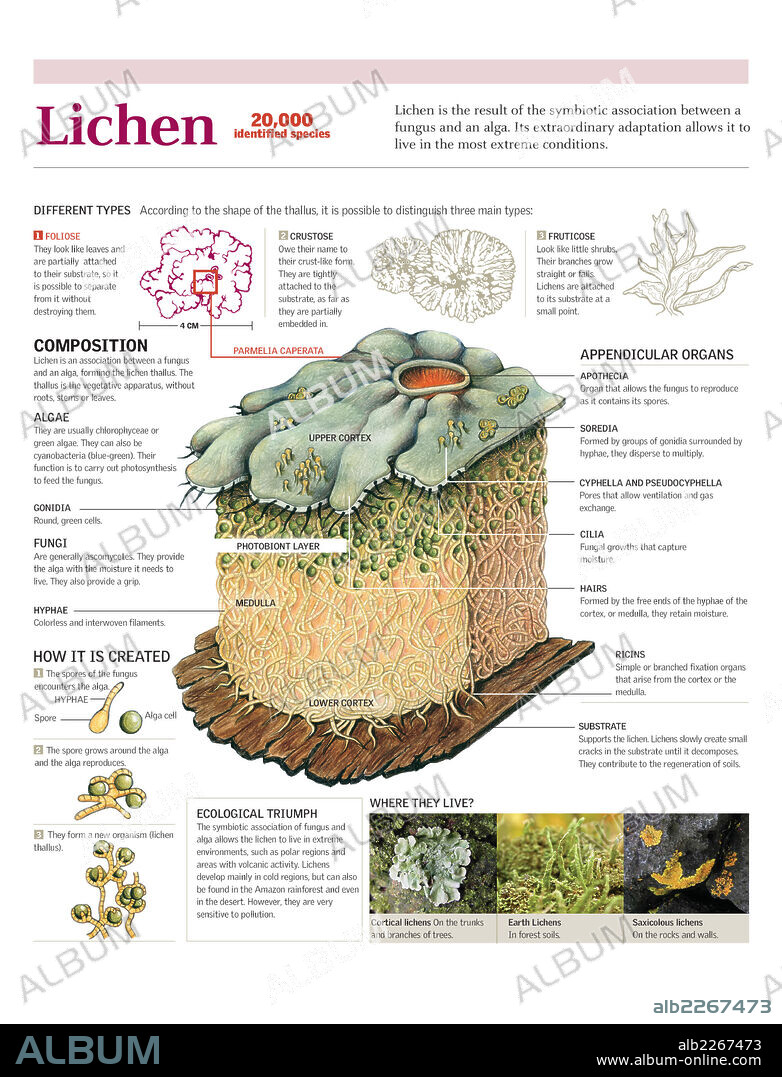 LIQUEN. Infografía de la clasificación de los líquenes, su composición, formación y hábitat.