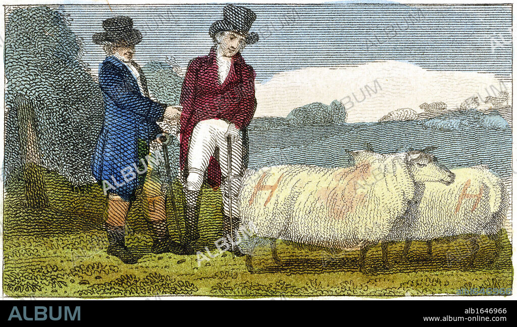 Farmers discussing Dishley (New Leicester) sheep. Breed result of selective breeding programme carried out by Robert Bakewell (1725-1795) on farm at Dishley, Leicestershire. Engraving London 1822.