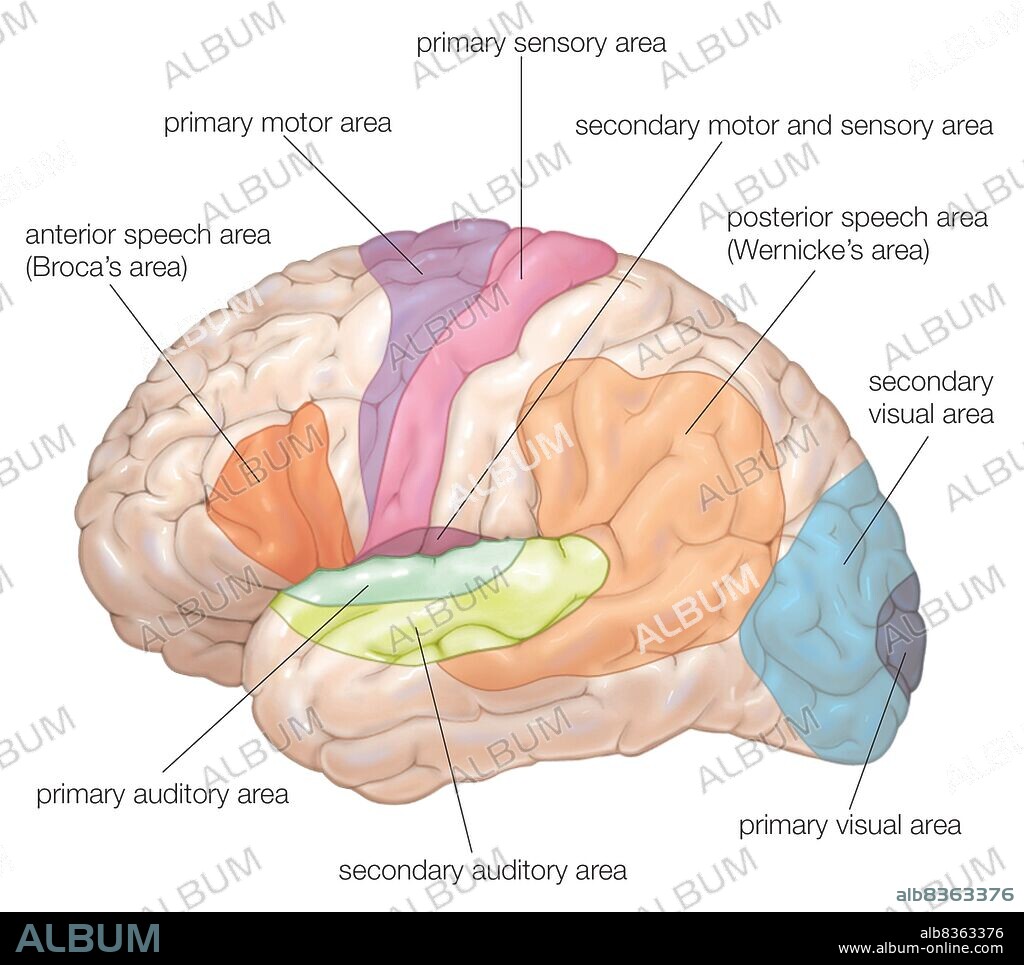 Diagram of the lateral view of the human brain, showing the functional areas (motor, sensory, auditory, visual, and speech).