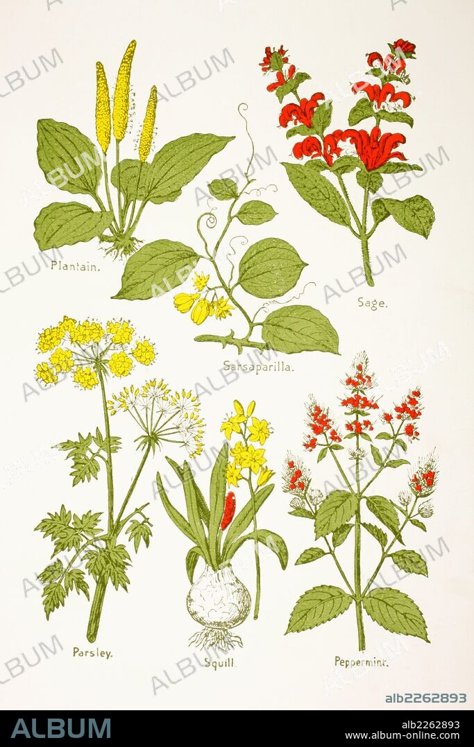 Medicinal Herbs And Plants.