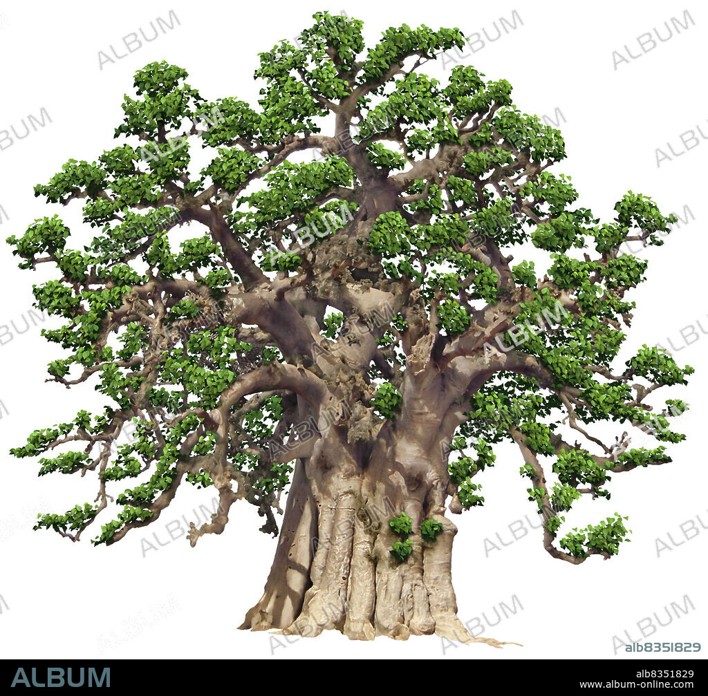 Large softwood tree of tropical regions; it is able to store large quantities of water in the broad trunk to survive the dry season.
