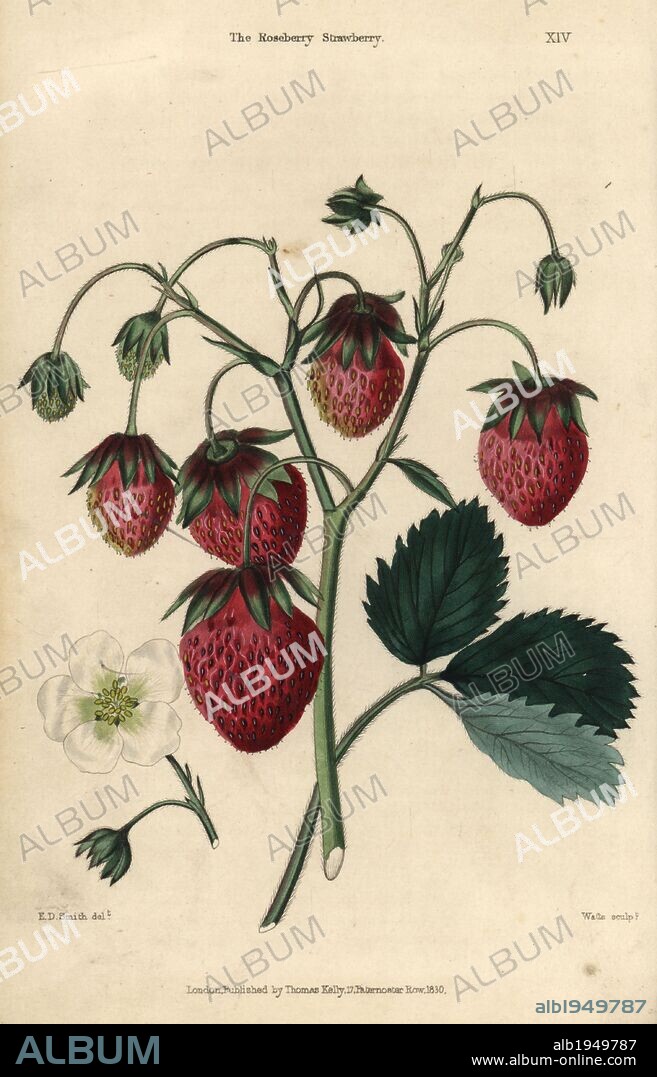 Ripe fruit and flower of the Roseberry Strawberry, Fragaria × ananassa. Hand-colored illustration by E.D. Smith engraved by Watts from Charles McIntosh's "Flora and Pomona" 1829. McIntosh (1794-1864) was a Scottish gardener to European aristocracy and royalty, and author of many book on gardening. E.D. Smith was a botanical artist who drew for Robert Sweet, Benjamin Maund, etc.