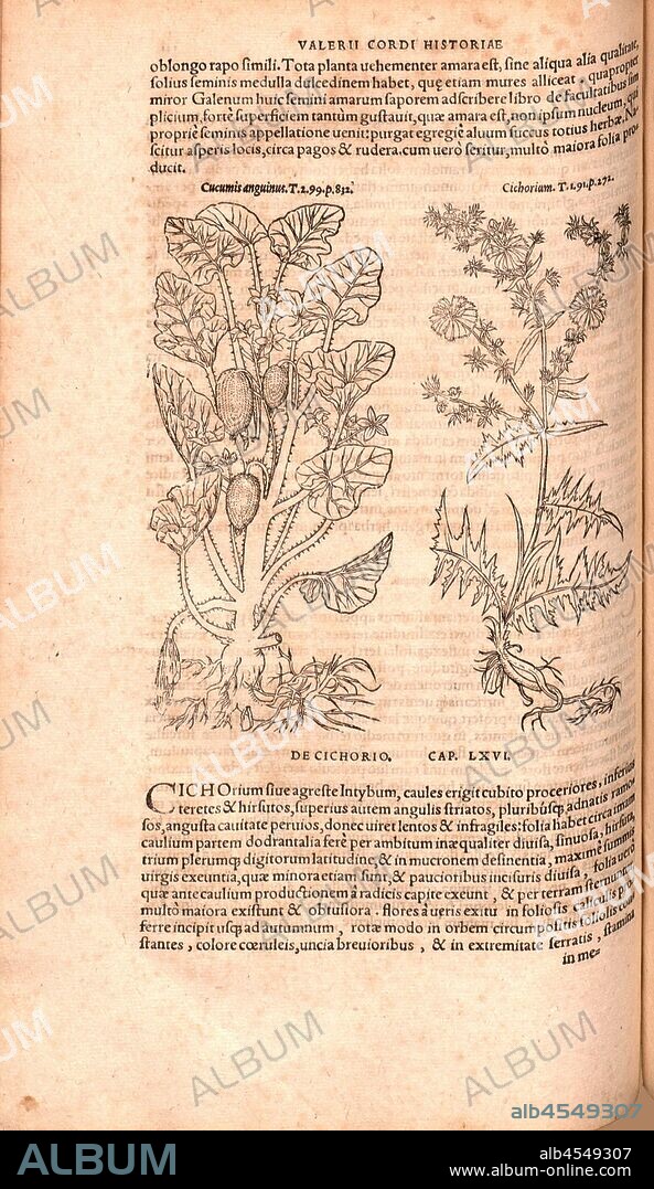 Cucumber anguinus, Chicory, Illustration of a cucumber and a chicory from the 16th century, Fig. 104, p. 141v, 1561, Valerius Cordus, Konrad Gessner, Benedictus Aretius, Pedanius Dioscorides: In hoc volumine continentur Valerii Cordi Simesusii annotationes in Pedacii Dioscoridis Anazarbei de medica materia libros V. [...]. Argentorati: excudebat Josias Rihelius 1561.