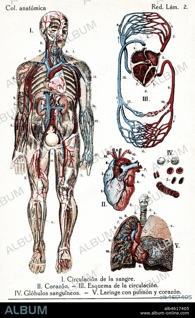 Anatomía. Cuerpo humano. Circulación de la sangre, corazón, esquema de la circulación, glóbulos sanguíneos y laringe con pulmón y corazón.