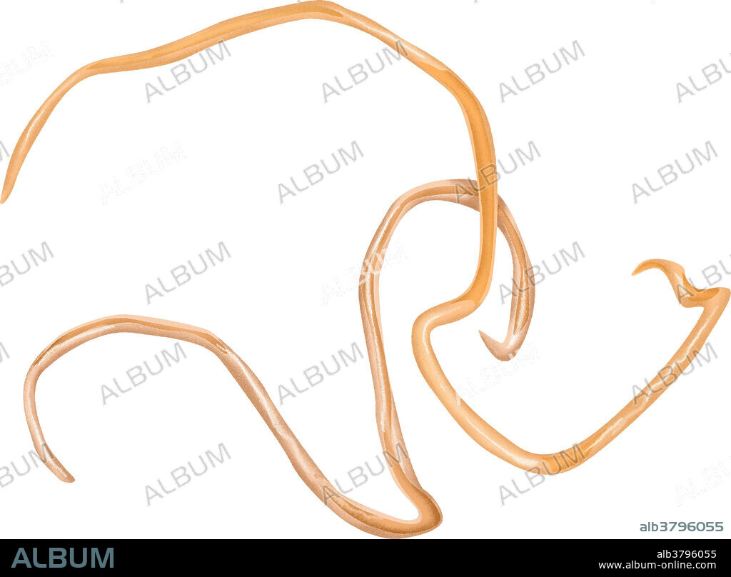 Illustration of Wuchereria bancrofti or Filaria, a parasitic filarial nematode worm spread by a mosquito vector. It is one of the three parasites that cause lymphatic filariasis, also known as elephantiasis.