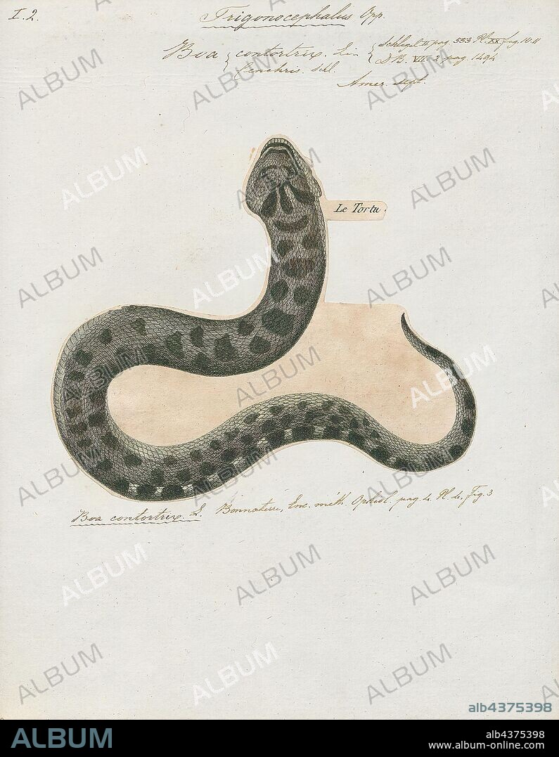 Boa contortrix, Print, Agkistrodon contortrix is a species of venomous snake, a pit viper, endemic to Eastern North America; it is a member of the subfamily Crotalinae in the family Viperidae. The generic name is derived from the Greek words ancistro (hooked) and odon (tooth), and the specific name comes from the Latin contortus (twisted, intricate, complex); thus, the scientific name translates into "twisted hook-tooth". The common name for this species is the copperhead. Its behavior may lead to accidental encounters with humans. Five subspecies are currently recognized, including the nominate subspecies described here., 1700-1880.