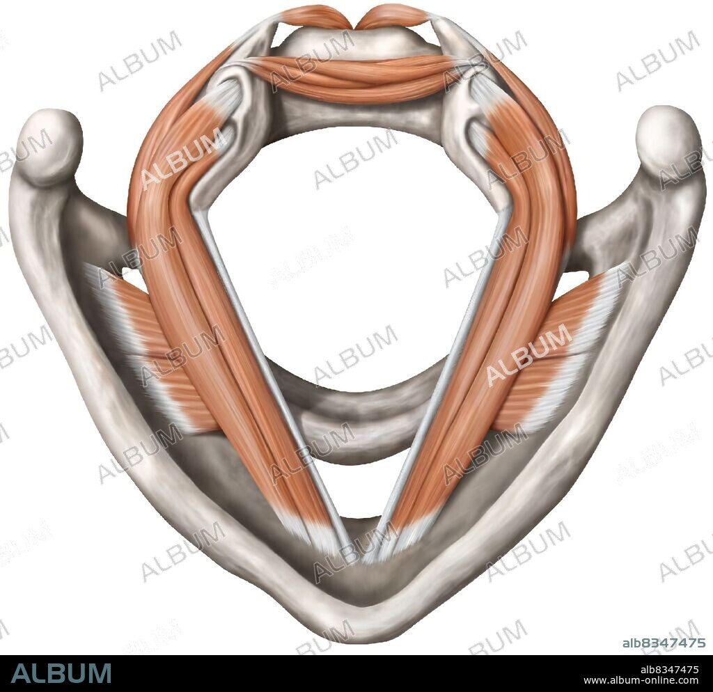 The vocal cords are two folds of the mucous membrane of the larynx, which make the exhaled air vibrate in order to produce sounds. They can separate from each other or close up, which varies the frequency of the sound produced.