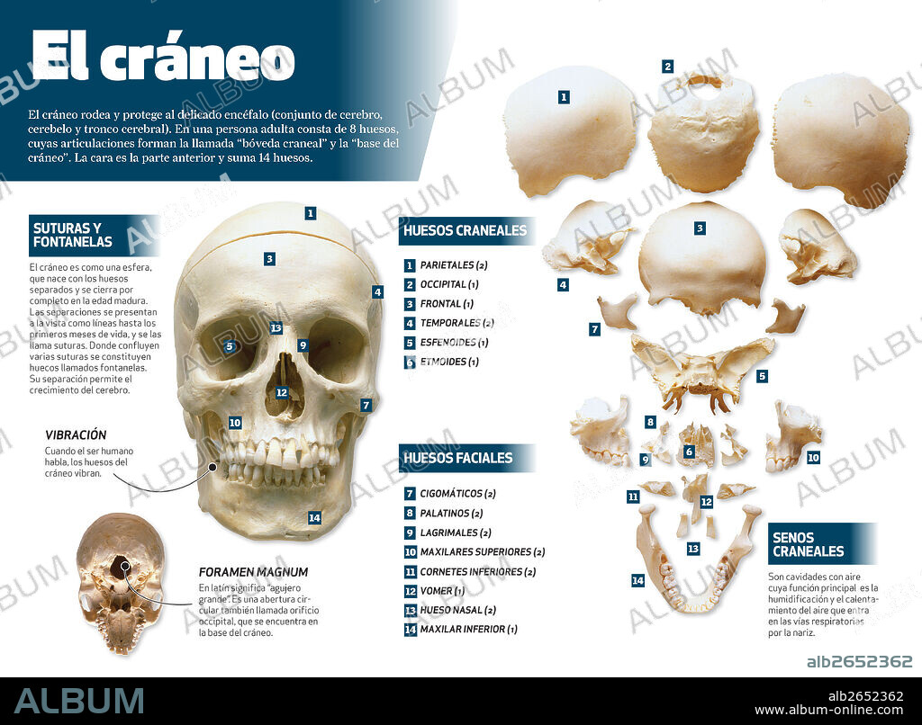 El cráneo. Infografía del cráneo humano.