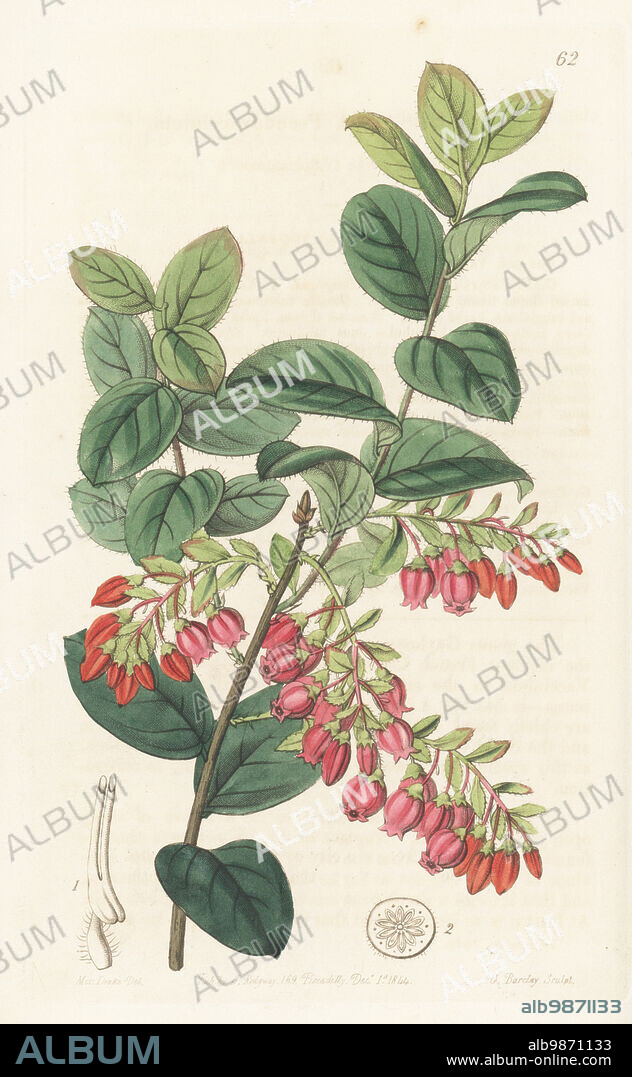 Brazilian huckleberry or dangleberry, Gaylussacia brasiliensis. Native of Brazil, found by Auguste de St. Hilaire from Caravellos to St Catharine island. Named for French chemist Guy Lussac. Bilberry-like gaylussacwort, Gaylussacia pseudovaccinium. Handcoloured copperplate engraving by George Barclay after a botanical illustration by Sarah Drake from Edwards Botanical Register, continued by John Lindley, published by James Ridgway, London, 1844.