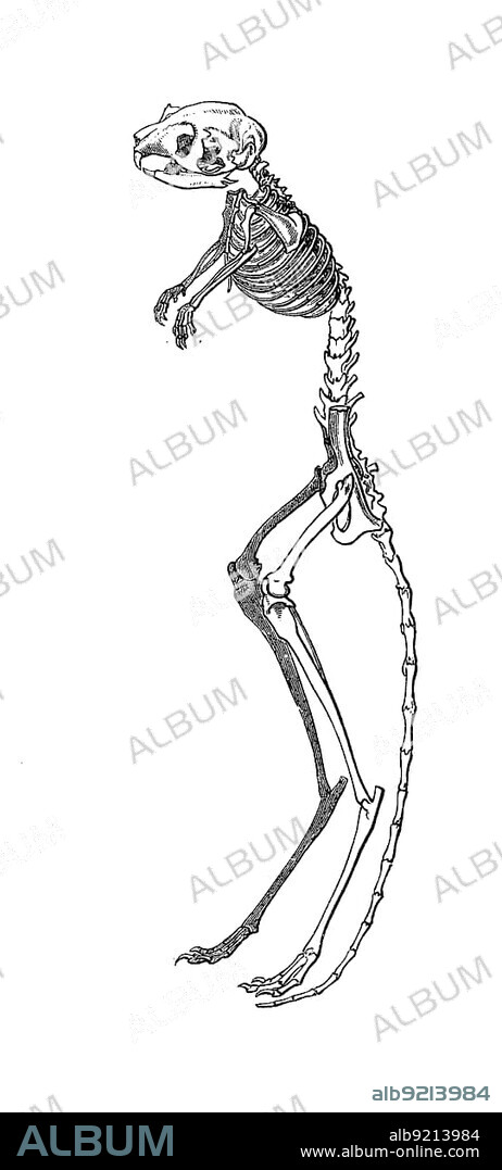 Skeleton of the great jerboa (Allactaga major), Historic, digitally restored reproduction of a 19th century original, exact original date unknown century