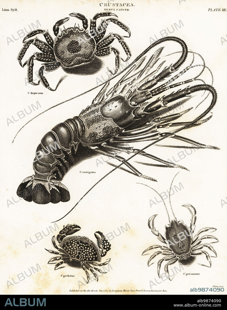 Tidal spray crab, Plagusia depressa, common lobster, Homarus gammarus (mislabeled Cancer variegatus), red rock crab, Cancer productus, and masked crab, Corystes cassivelaunus. Copperplate engraving by Milton from Abraham Rees' Cyclopedia or Universal Dictionary of Arts, Sciences and Literature, Longman, Hurst, Rees, Orme and Brown, London, 1817.