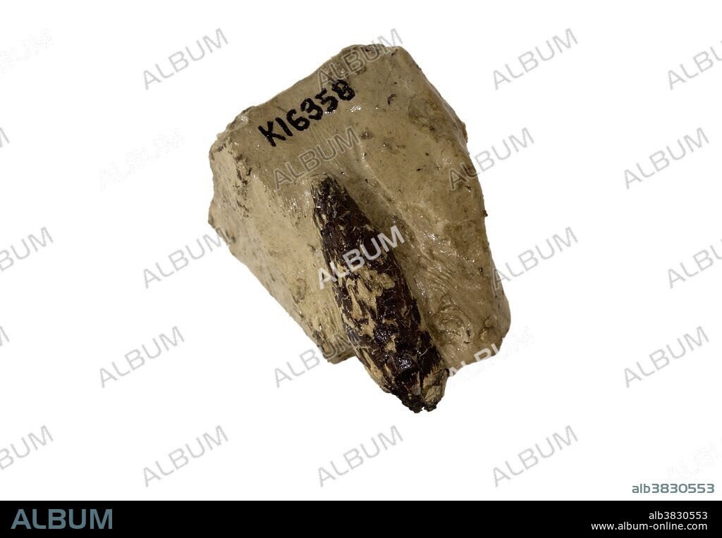 Fossil Spruce cone (Picea sitchensis), Pleistocene, Willapa Formation, Pacific County, Washington, USA. Specimen from the Paleontological Research Institution, Ithaca, New York, USA.