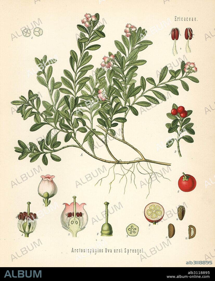 Bearberry, Arctostaphylos uva-ursi. Chromolithograph after a botanical illustration from Hermann Adolph Koehler's Medicinal Plants, edited by Gustav Pabst, Koehler, Germany, 1887.