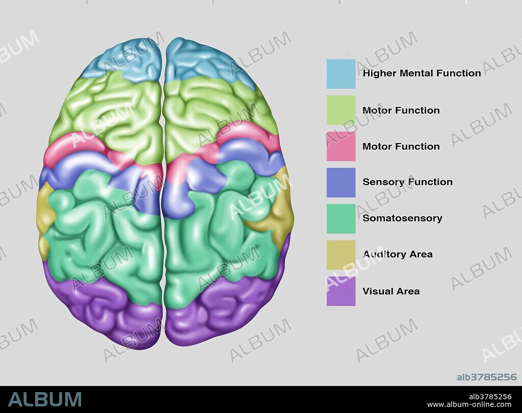 Illustration showing a normal brain colored coded by brain function, superior (top) view. Brain functions are color coded on the right side and include: higher mental function, motor function, sensory function, somatosensory, auditory area, and visual area.