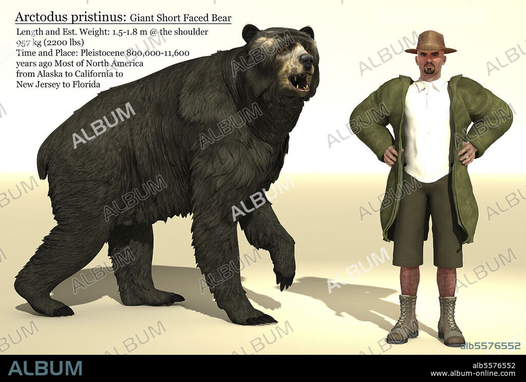 Arctodus short-faced bear size reference chart, alongside a human for comparison.