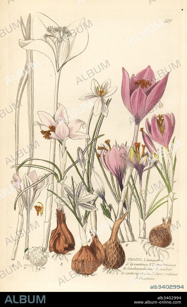 Crocuses, Croci. Crocus damascenus, C. byzanticus, C. tournefortianus, C. cambessedianus, C. medius, C. cartwrightianus, C. cartwrightianus v. creticus, C. clusianus. Handcoloured copperplate engraving after W. Herbert from John Lindley and Robert Sweet's Ornamental Flower Garden and Shrubbery, G. Willis, London, 1854.
