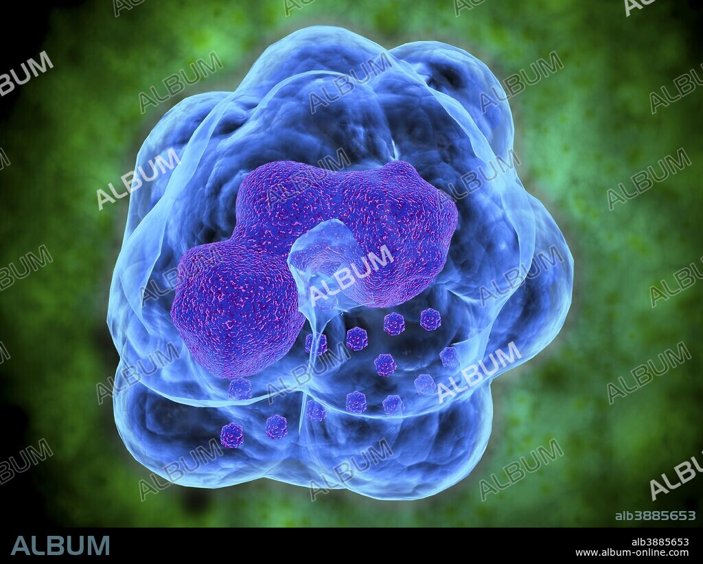 Conceptual image of Basophils. Basophils are part of your immune system that normally protects your body from infection, but can also be partly responsible for your asthma symptoms. Basophils are a type of white blood cell that are involved in inflammatory reactions in your body, especially those related to allergies and asthma.