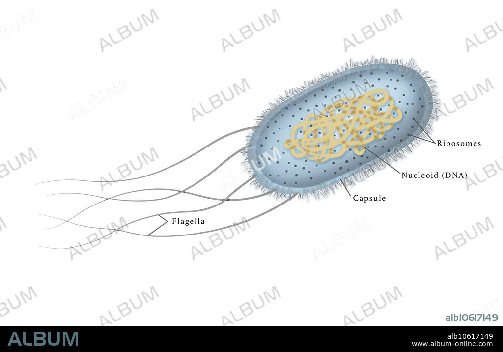 Illustration of E. coli or Escherichia coli bateria showing the flagella, capsule, nucleoid and ribosomes, microbiology