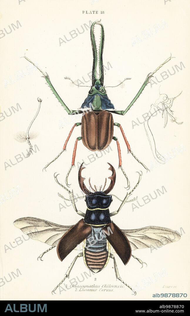 Darwin's beetle, Grant's stag beetle or the Chilean stag beetle, Chiasognathus grantii 1, and European stag beetle, Lucanus cervus 2. Handcoloured steel engraving by William Lizars from James Duncans Natural History of Beetles, in Sir William Jardines Naturalists Library, W.H, Lizars, Edinburgh, 1835. James Duncan was a Scottish zoologist and entomologist 1804-1861.