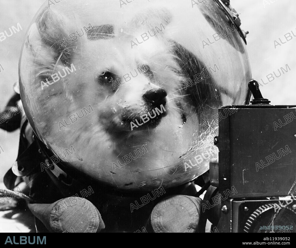 Soviet Space dog Kozyavka "Beauty" in her spacesuit. This dog was to be sent into space aboard a Soviet Korabl Sputnik - a spaceship satellite on 22 December 1960, along with the dog Damka. However the booster's upper rocket stage failed, forcing the flight to be abandoned. The dogs were safely recovered after their unplanned sub-orbital flight. 1959. Supplied By: SCRSS - Society for Co-operation in Russian & Soviet Studies.