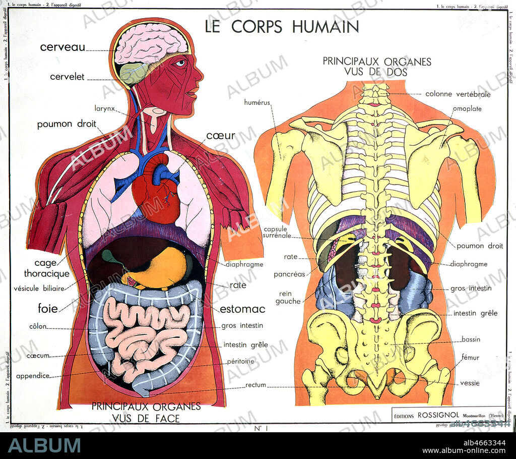 Le corps humain: principaux organes vus de face et vus de dos et le squelette. Panneau scolaire Rossignol de 1959. Credit : Coll. Rossignol/KHARBINE-TAPABOR.