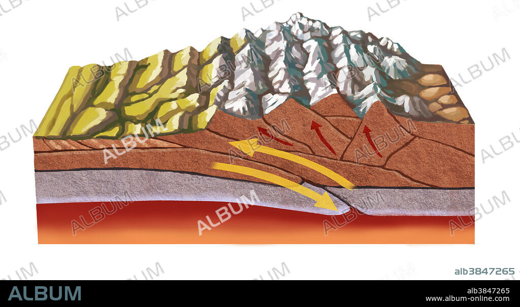 The Himalayas started forming about 70 million years ago as a result of tectonic plate activity: the north-moving Indo-Australian Plate collided with the Eurasian Plate. In this diagram, the leading edge of the Indian plate subducts beneath the Eurasian.