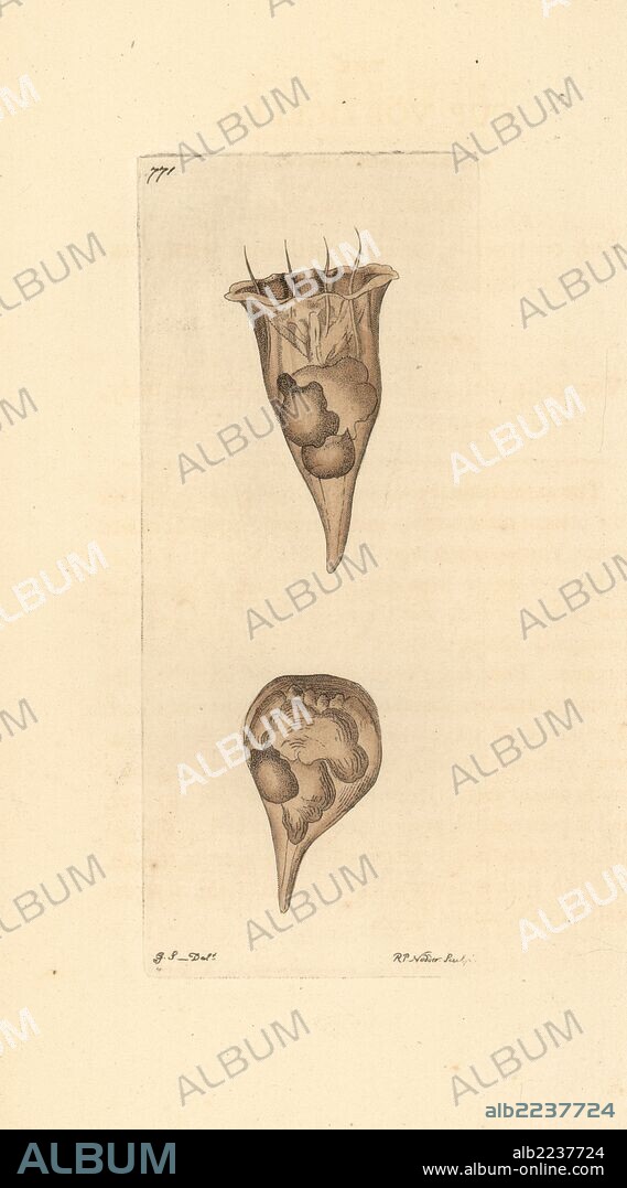 Cup vorticella, Vorticella cyathus, ciliate protozoan. Illustration drawn by George Shaw and engraved by Richard Polydore Nodder. Handcoloured copperplate engraving from George Shaw and Frederick Nodder's "The Naturalist's Miscellany," London, 1805.