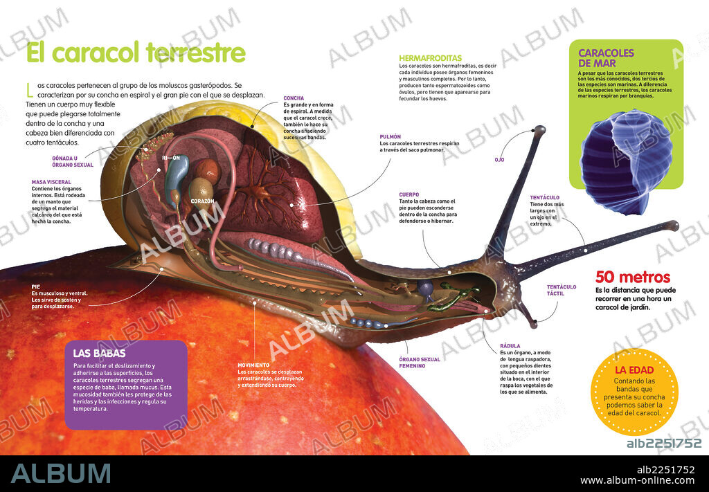 El caracol terrestre. Infografía sobre el caracol terrestre: su anatomía, órganos internos, movimiento y reproducción.