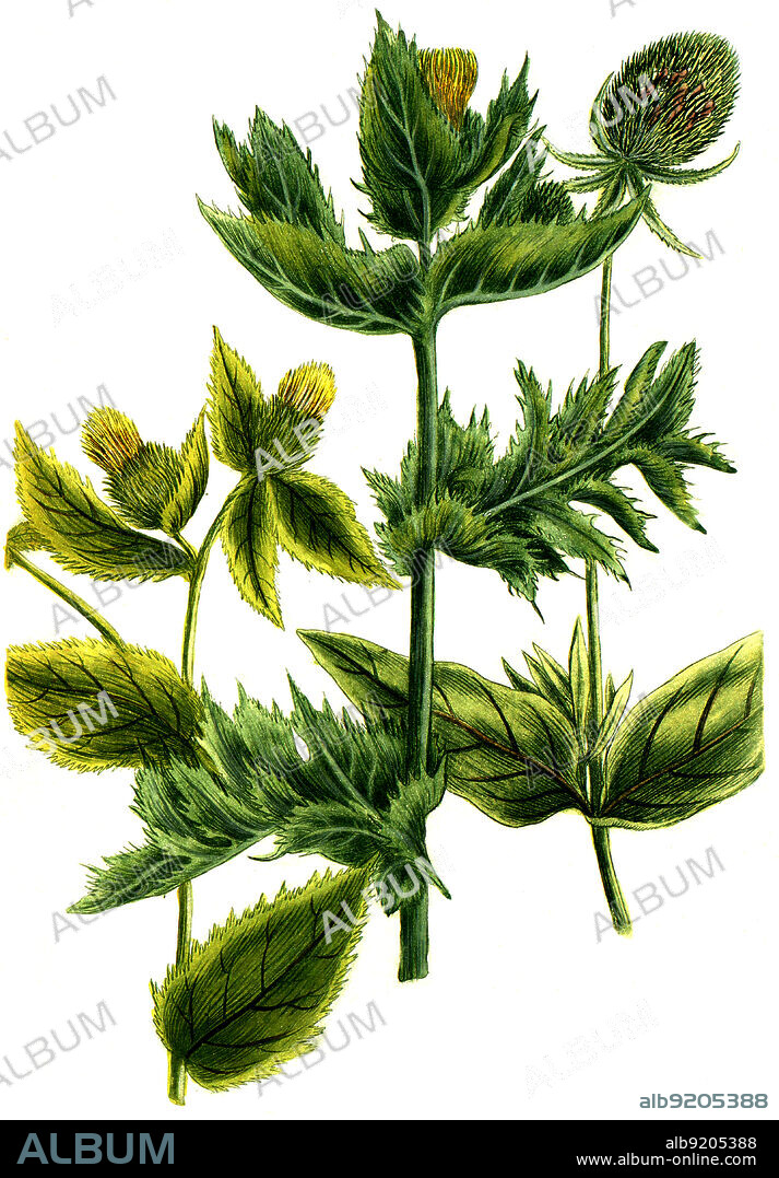 Dipsacus pratensis Wiesendistel und Wilde Karde, Dipsacus fullonum Dipsacus sylvestris / Dipsacus pratensis meadow thistle and wild card, Dipsacus fullonum Dipsacus sylvestris, Digital retuschierte Illustration aus Phytanthoza iconographica von Johann Wilhelm Weinmann, Maler Bartholomäus Seutter und Kupferstecher Johann Jakob Haid und Johann Elias Ridinger, 1740 / Digitally retouched illustration from Phytanthoza iconographica by Johann Wilhelm Weinmann, painter Bartholomäus Seutter and engravers Johann Jakob Haid and Johann Elias Ridinger, 1740.