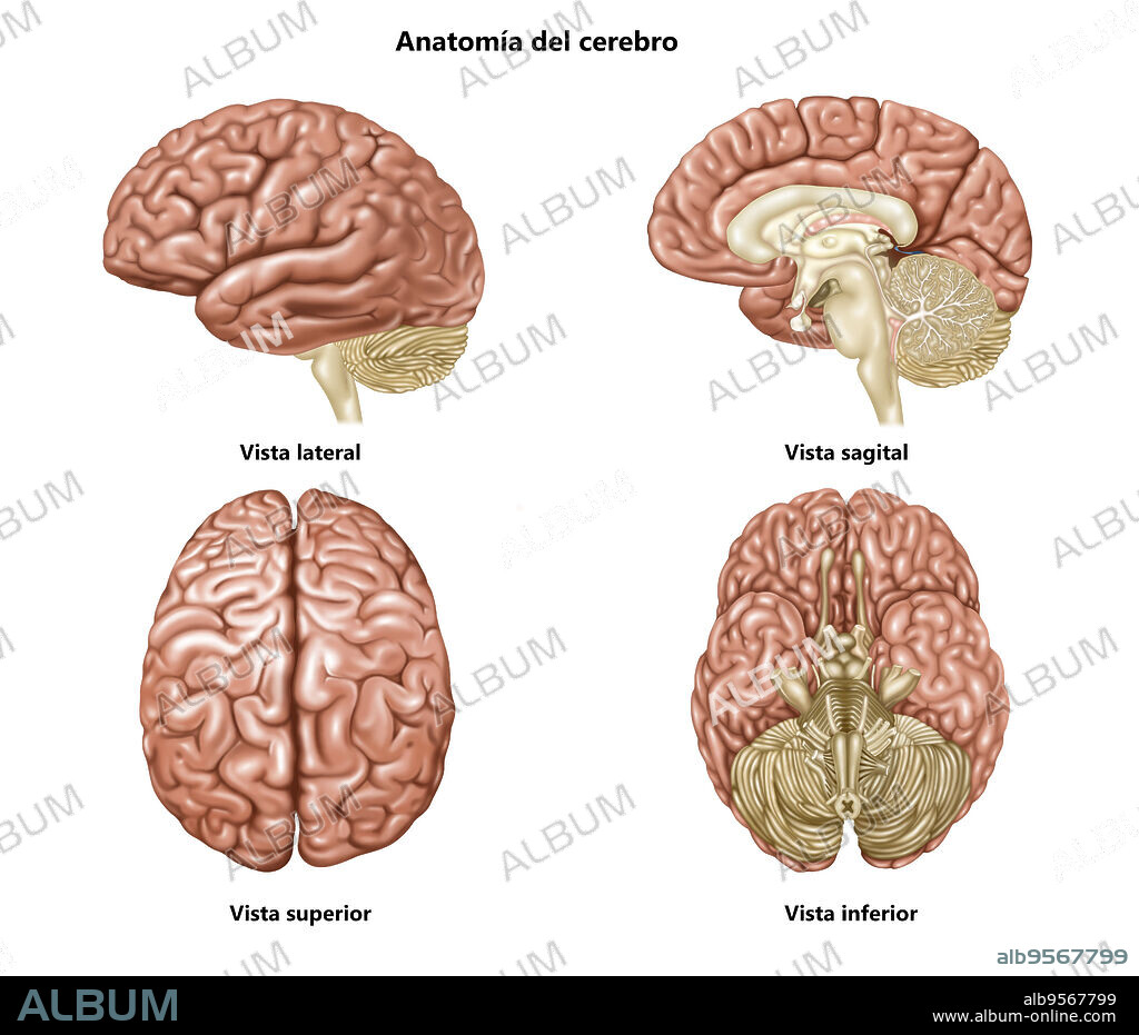 Illustration showing anatomy of a normal brain in lateral, sagittal, superior, and inferior view. Detailed in the various views are: frontal lobe, central sulcus, parietal lobe, sylvian fissure, temporal lobe, occipital lobe, cerebellum, brain stem, corpus callosum, thalamus, optic chiasma, midbrain, pons, interhemispheric fissure, olfactory bulb, and infundibulum.