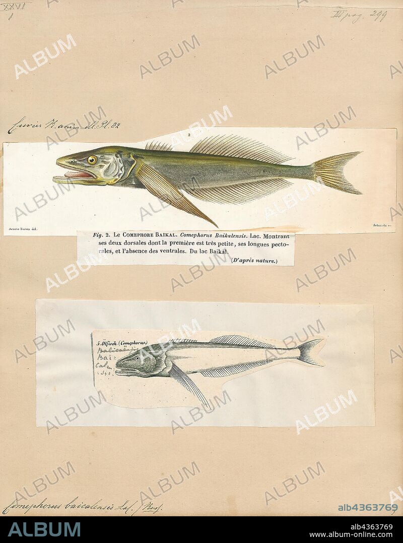 Comephorus baikalensis, Print, Comephorus, known as the golomyankas or Baikal oilfish, are a genus comprising two species of peculiar, sculpin fishes endemic to Lake Baikal in Russia. Comephorus is the only genus in the family Comephoridae. Golomyankas are pelagic fishes which make the main food source of the Baikal seal., 1700-1880.