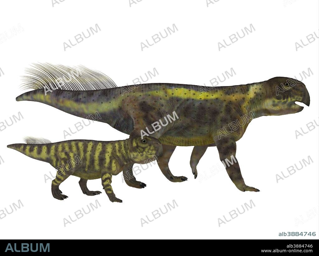 An adult Psittacosaurus dinosaur with offspring. Psittacosaurus was a ceratopsian herbivorous dinosaur that lived in Asia during the Cretaceous period.