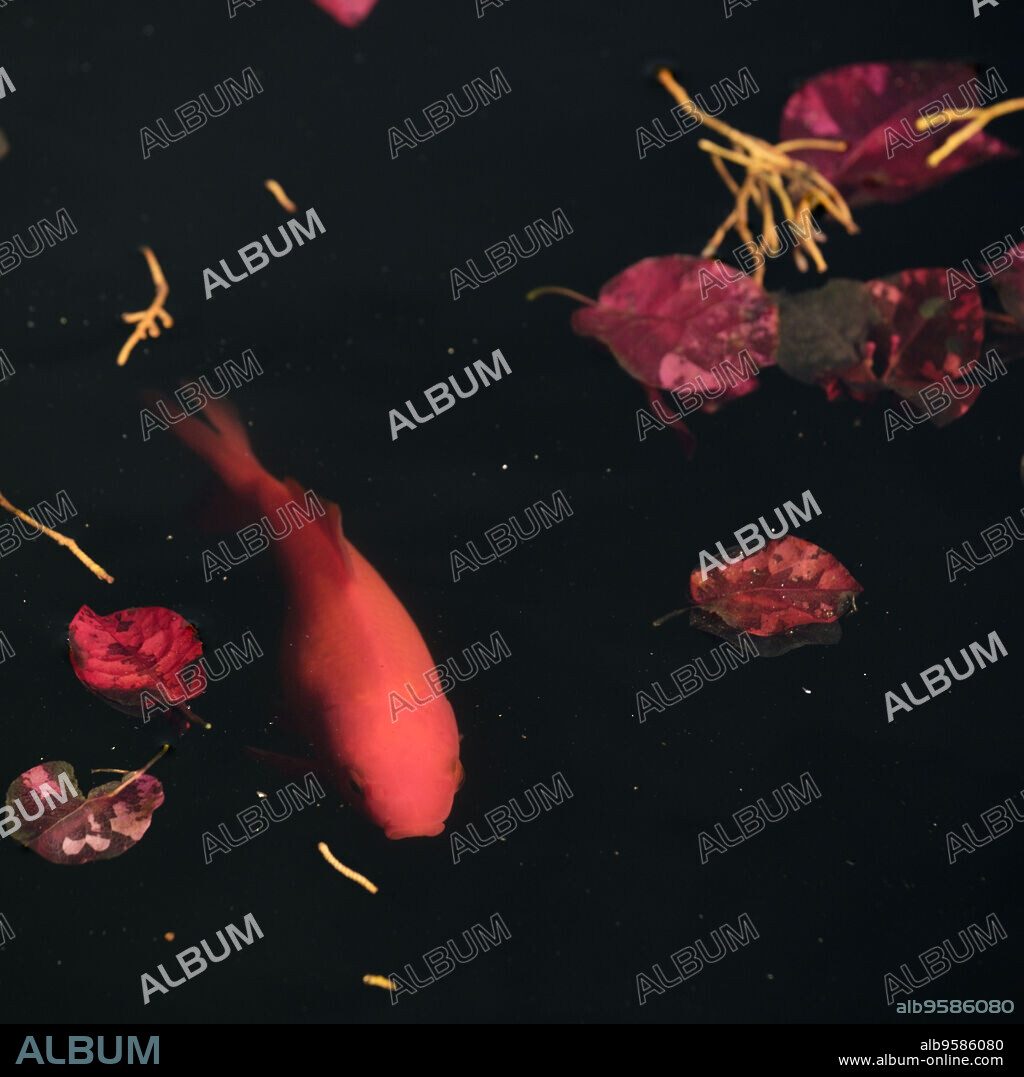 peces en el estanque central, Jardí del Bisbe, (Jardín del Obispo ) espacio natural del Obispado de Mallorca, Mallorca, balearic islands, Spain.