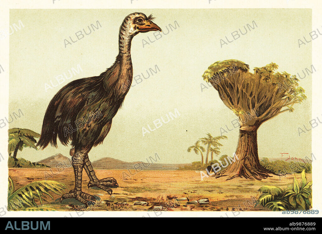 Giant moa and dragon tree. South Island giant moa, Dinornis robustus, extinct flightless bird of the south island of New Zealand. Standing in a prehistoric landscape with the endangered Canary Islands dragon tree, Dracaena draco. Moa, Riesenvogel von Neu-Seeland.