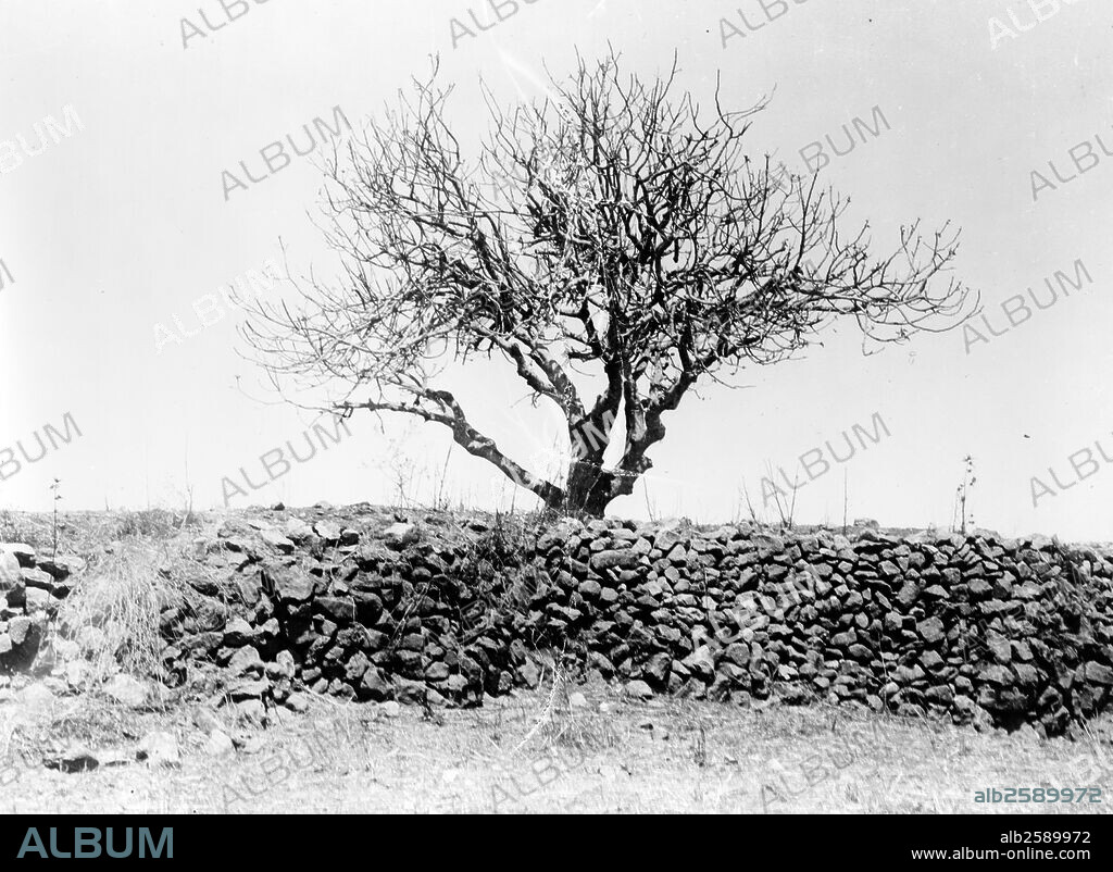 A fig tree after its devastation by locusts in Palestine. Locusts are the swarming phase of certain species of short-horned grasshoppers and can rapidly strip fields and damage crops when they swarm together.