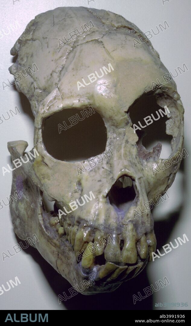 Skull of Proconsul Africanus from Rusinga Island, Kenya.