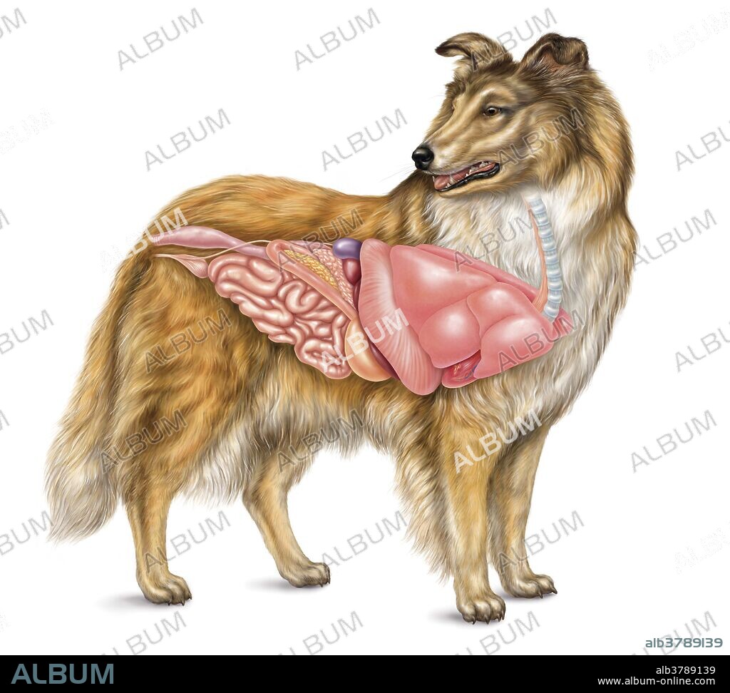 Right lateral view of dog internal anatomy featuring the respiratory, digestive, and urinary systems.