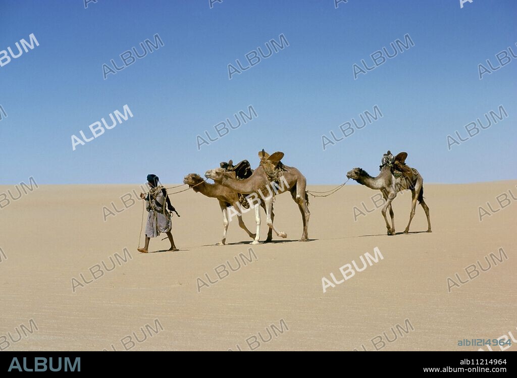 Part of escort to camel train in Empty quarter of Mauritania-Mali, Africa.
