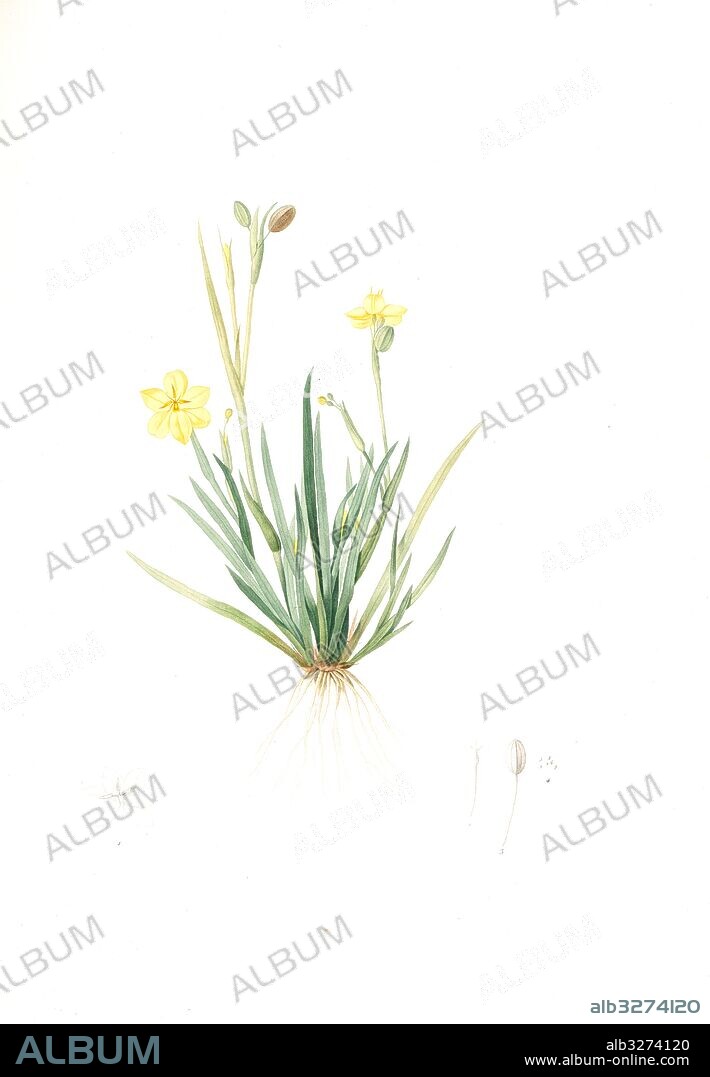 Sisyrinchium convolutum, Bermudienne roulée, Eyed Grass, Yellow, Redouté, Pierre Joseph, 1759-1840, les liliacees, 1802 - 1816.