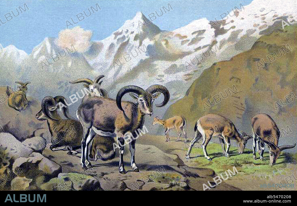 The bharal or Himalayan blue sheep, Pseudois nayaur, is a caprid found in the high Himalayas of Nepal, Tibet, China, India, Pakistan, and Bhutan. Its native names include bharal, bharar and bharut in Hindi, Na or Sna in Ladakh, Nervati in Nepali and Nao or Gnao in Bhutan. The bharal has horns that grow upwards, curve out and then towards the back, somewhat like an upside down mustache. The bharal was the focus of George Schaller's and Peter Matthiessen's expedition to Nepal in 1973. Their personal experiences are well documented by Matthiessen in his book, The Snow Leopard. The bharal is a major food of the snow leopard.